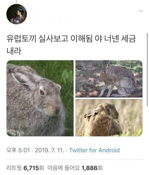 옛날 유럽사람들이 토끼를 괴상하게 그린 이유.jpg