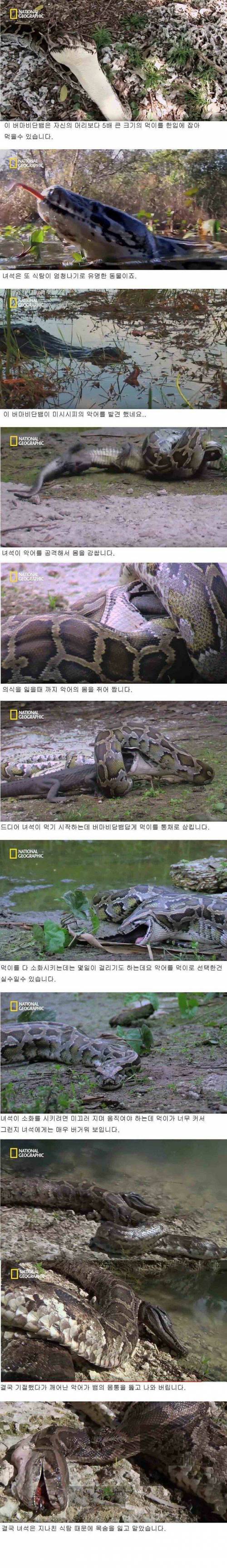 [징징] 악어를 통채로 삼킨 버마 비단뱀.jpg