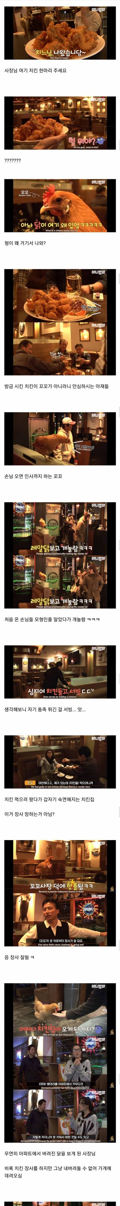 [스압] 치킨집에 살고있는 살아있는 치킨.jpg