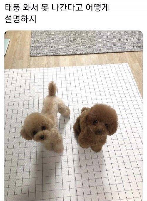 태풍 피해자.jpg