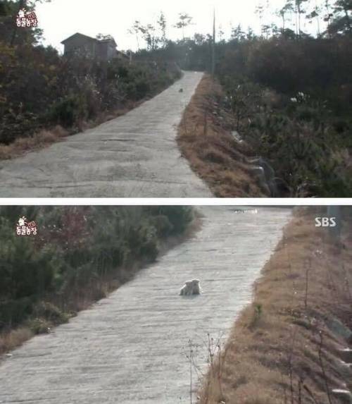 23마리 아기백구.jpg