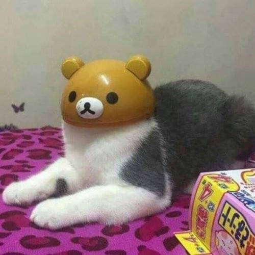 네? 고양이요?