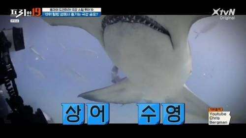 [스압] 상어와 함께 수영할 수 있는 곳.jpg