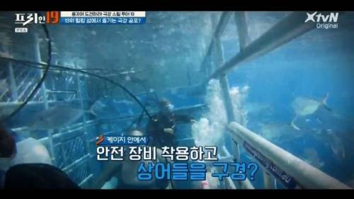 [스압] 상어와 함께 수영할 수 있는 곳.jpg