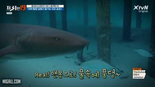 [스압] 상어와 함께 수영할 수 있는 곳.jpg