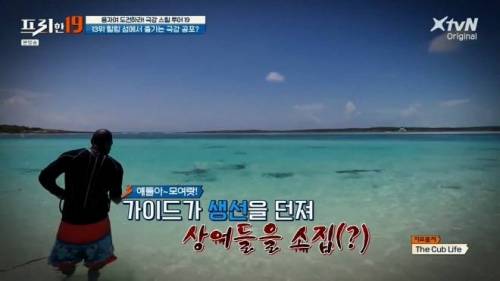 [스압] 상어와 함께 수영할 수 있는 곳.jpg