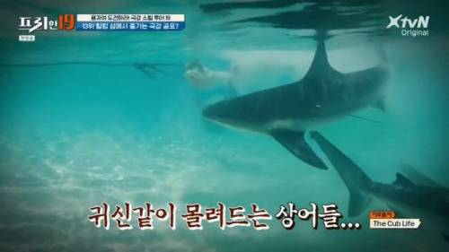 [스압] 상어와 함께 수영할 수 있는 곳.jpg