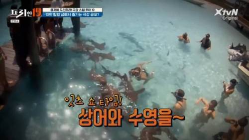 [스압] 상어와 함께 수영할 수 있는 곳.jpg