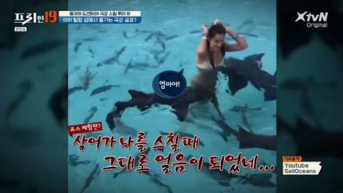 [스압] 상어와 함께 수영할 수 있는 곳.jpg