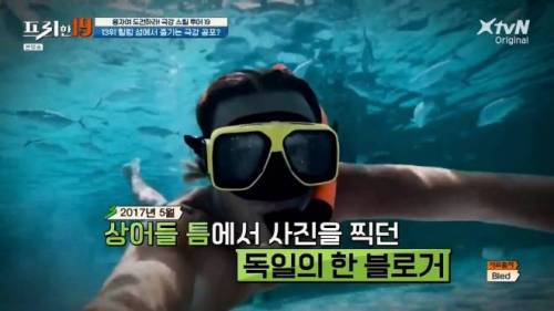 [스압] 상어와 함께 수영할 수 있는 곳.jpg