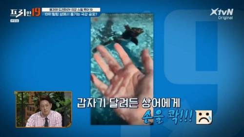 [스압] 상어와 함께 수영할 수 있는 곳.jpg