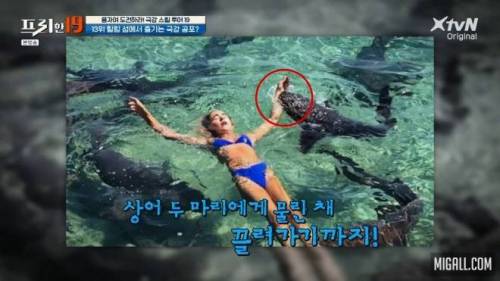 [스압] 상어와 함께 수영할 수 있는 곳.jpg