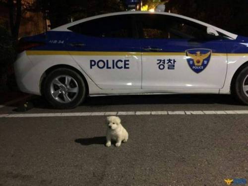 옥구 지구대의 강아지.jpg