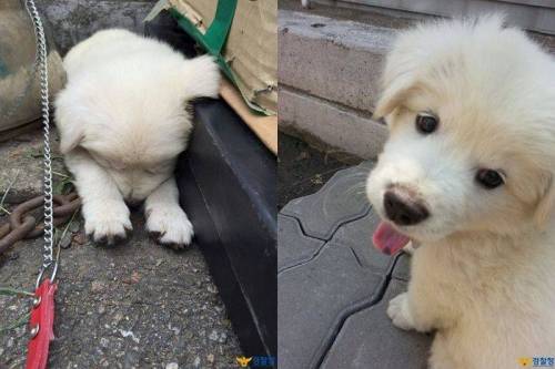 옥구 지구대의 강아지.jpg