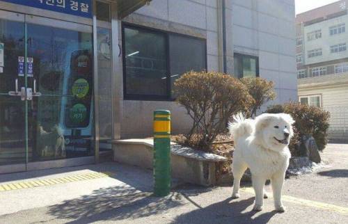 옥구 지구대의 강아지.jpg