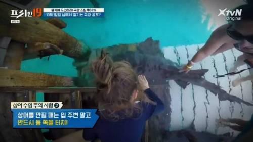 [스압] 상어와 함께 수영할 수 있는 곳.jpg