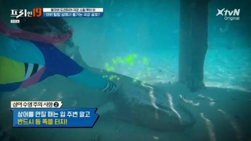 [스압] 상어와 함께 수영할 수 있는 곳.jpg