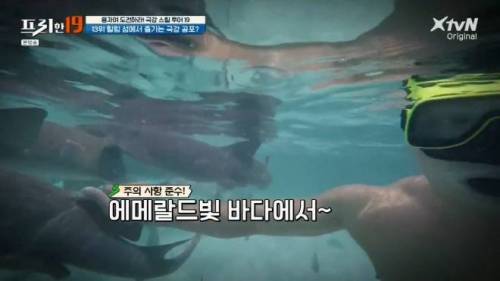 [스압] 상어와 함께 수영할 수 있는 곳.jpg