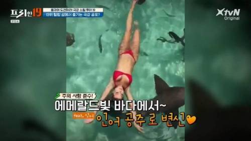 [스압] 상어와 함께 수영할 수 있는 곳.jpg