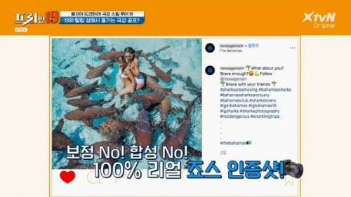 [스압] 상어와 함께 수영할 수 있는 곳.jpg