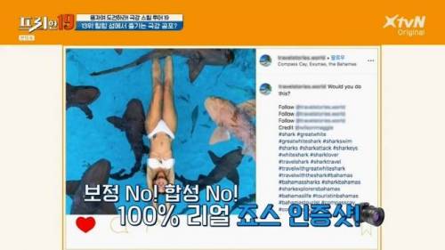 [스압] 상어와 함께 수영할 수 있는 곳.jpg
