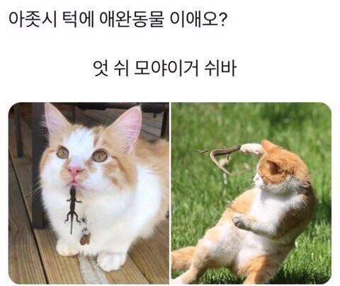 그거 애완동물이에요?.jpg