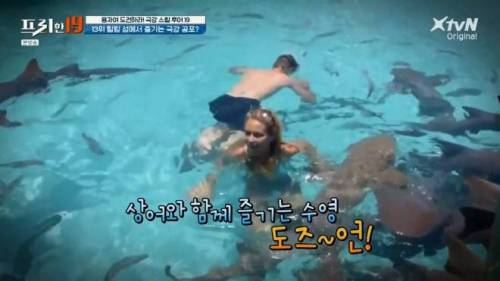 [스압] 상어와 함께 수영할 수 있는 곳.jpg