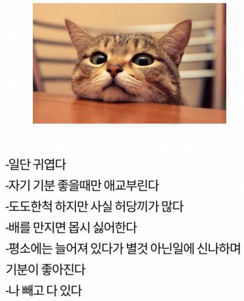 여친과 고양이 공통점.jpg