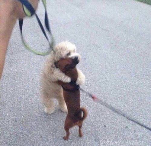 개같은 놈들은 공권력이 답이지.jpg