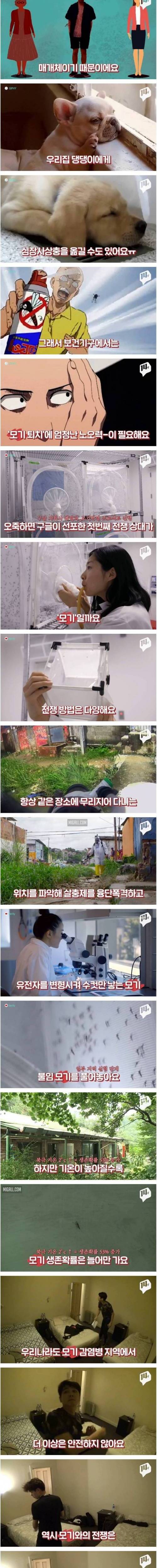 [스압] 모기가 지구상에서 가장 위험한 동물인 이유