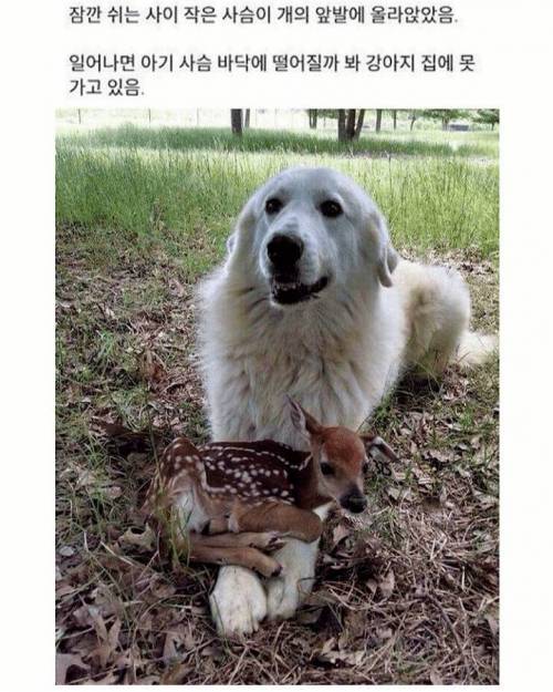 댕댕이가 집에 못가는 이유.jpg