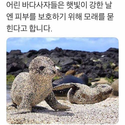 아기 바다사자들이 태양을 피하는 방법.jpg