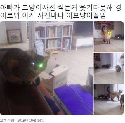 아빠가 찍은 고양이 사진.jpg