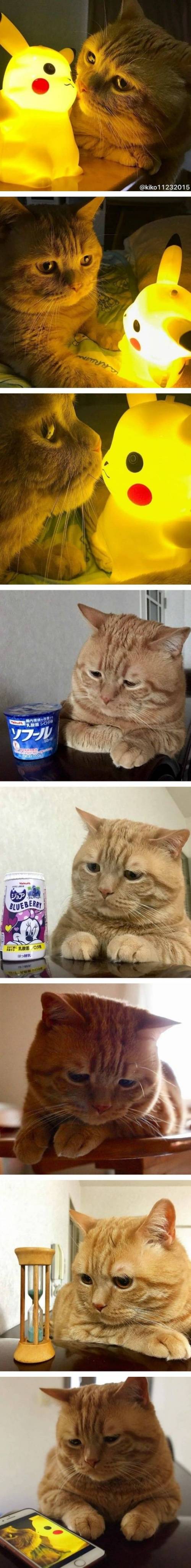 피카츄가 보고싶다냥.jpg