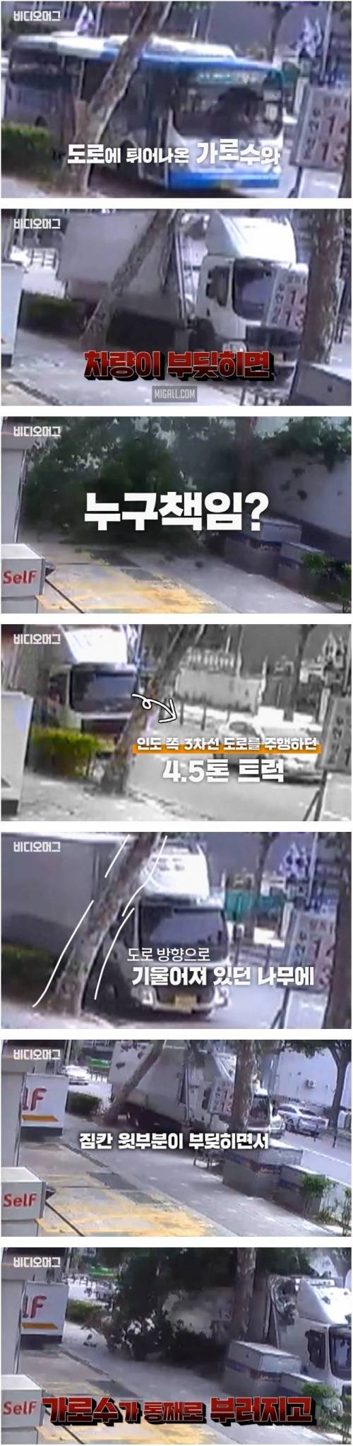 [스압] 도로에 튀어나온 가로수와 부딪히면 누구 책임?
