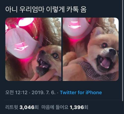 강아지 : 사 살려멍.jpg