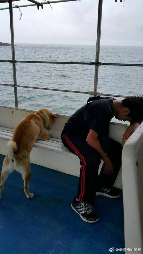 주인 따라 개 멀미.jpg