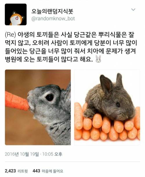 토끼가 당근을 좋아한다는 것은 잘못된 정보임