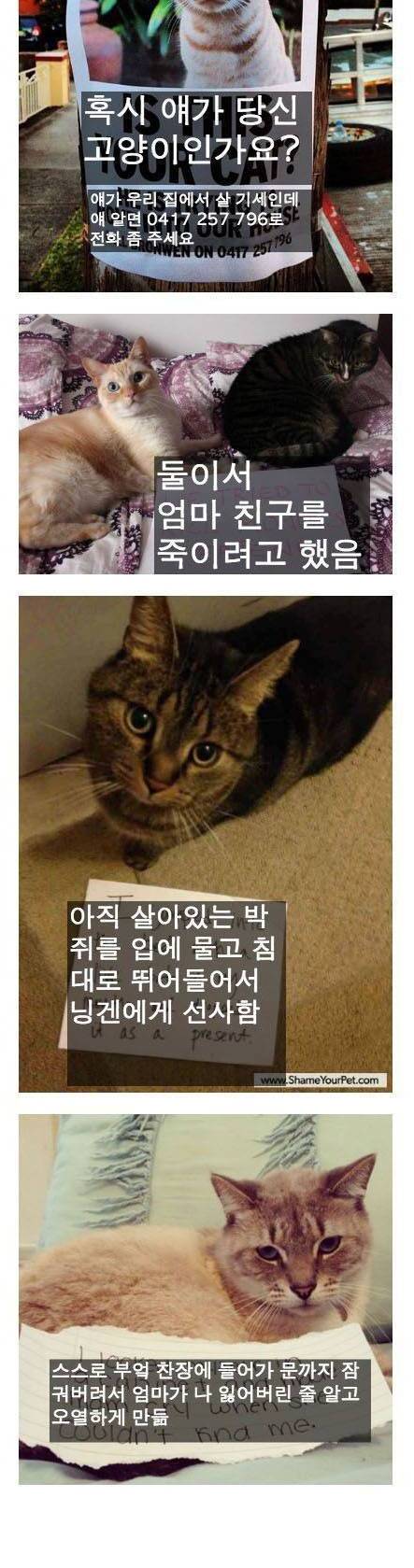 [스압] 잘못을 저지른 고양이들.jpg
