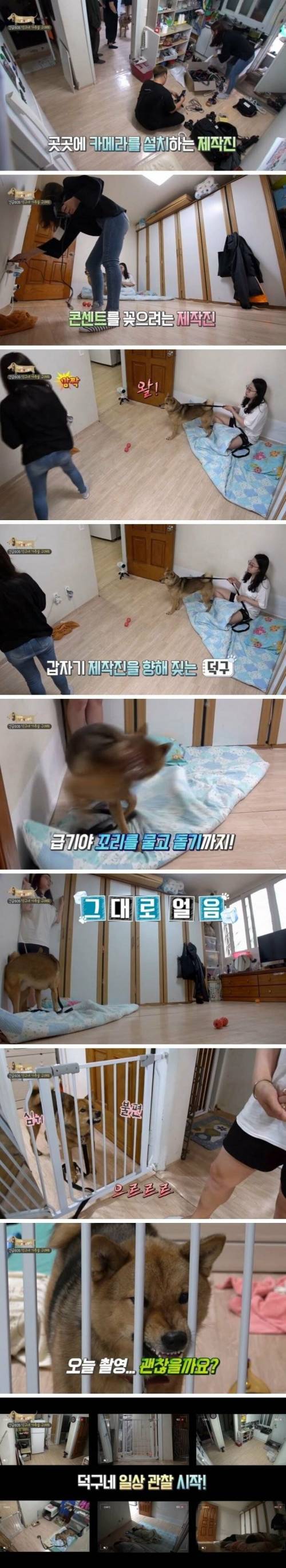 [스압] 촬영 중 개한테 물린 피디.jpg