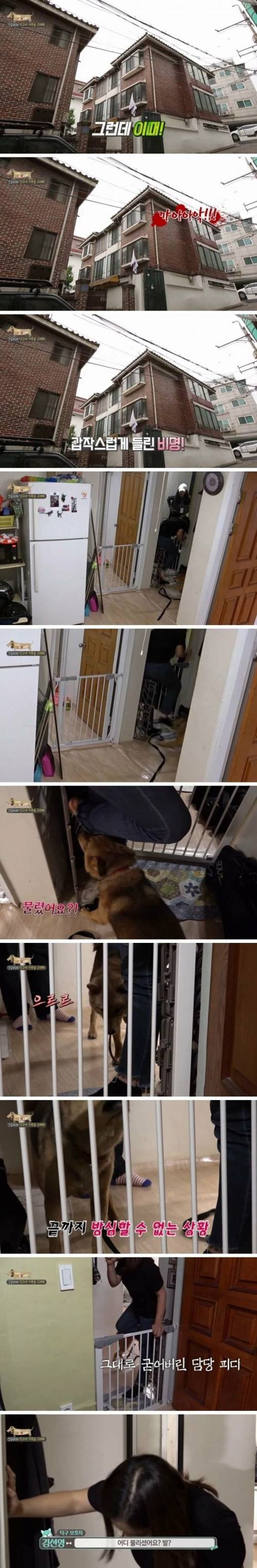 [스압] 촬영 중 개한테 물린 피디.jpg