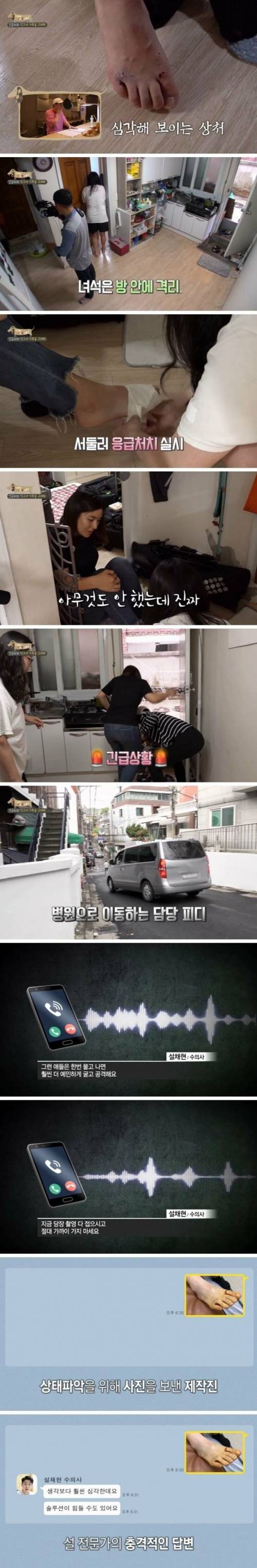 [스압] 촬영 중 개한테 물린 피디.jpg