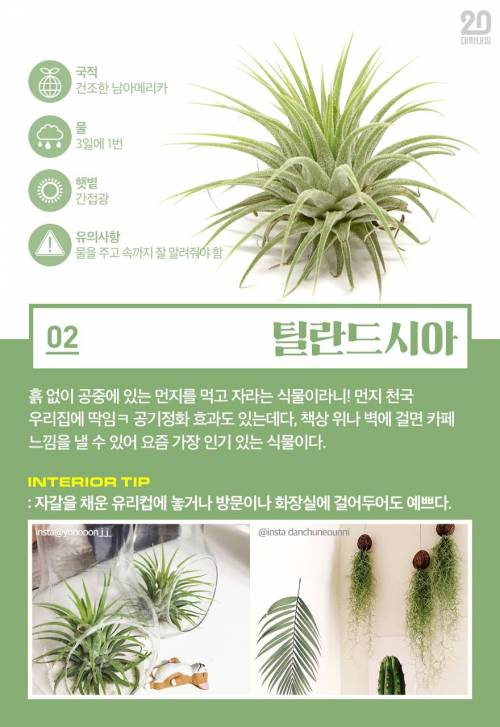[스압] 식물킬러도 키울 수 있는 반려식물 7.jpg