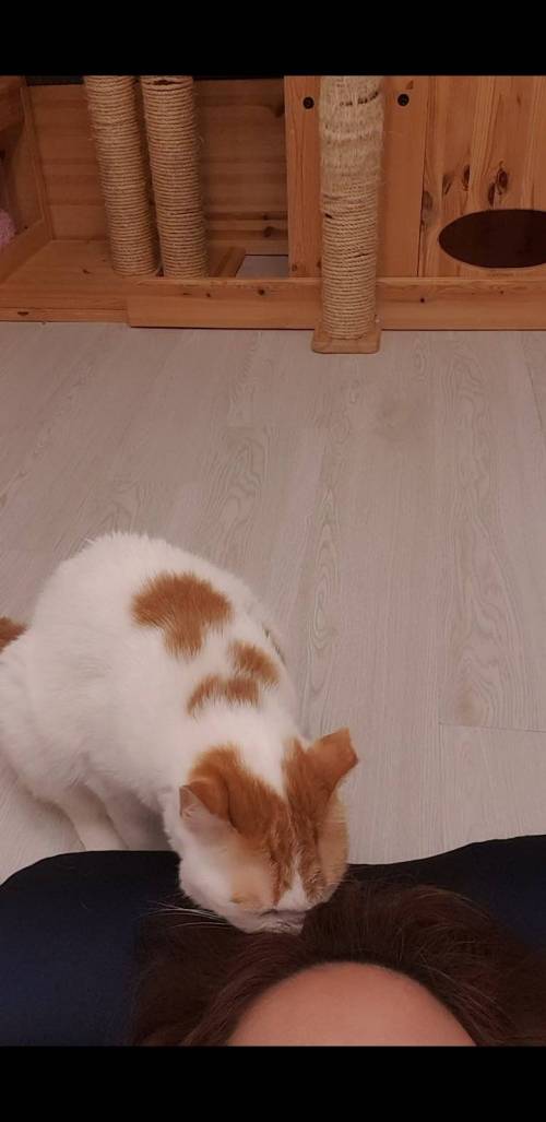 집사 머리 냄새 맡은 고양이.jpg