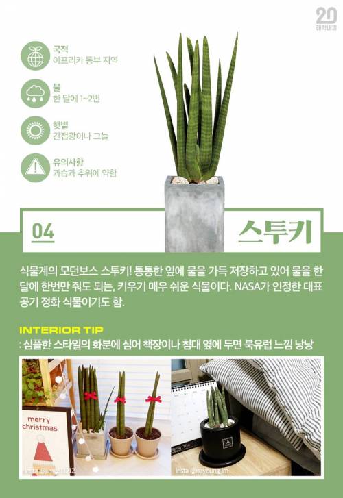 [스압] 식물킬러도 키울 수 있는 반려식물 7.jpg