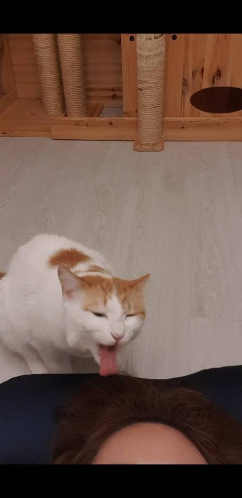 집사 머리 냄새 맡은 고양이.jpg