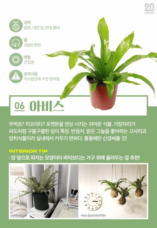 [스압] 식물킬러도 키울 수 있는 반려식물 7.jpg