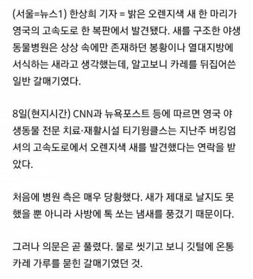 영국에서 전설의 봉황 발견.jpg