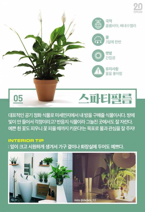 [스압] 식물킬러도 키울 수 있는 반려식물 7.jpg