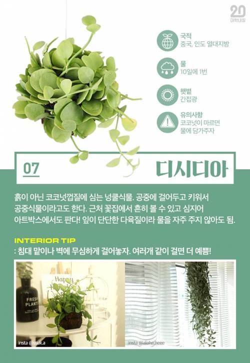[스압] 식물킬러도 키울 수 있는 반려식물 7.jpg